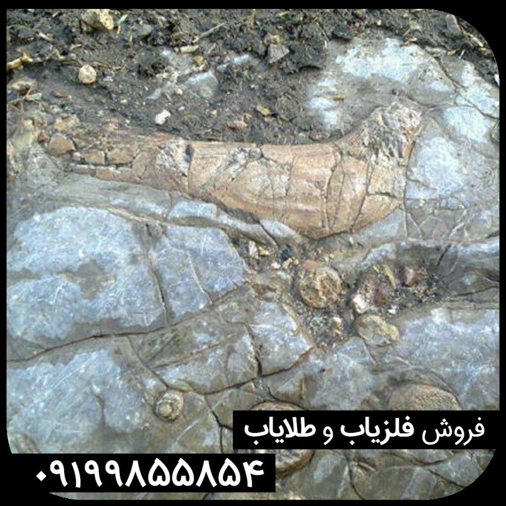 نماد پرنده