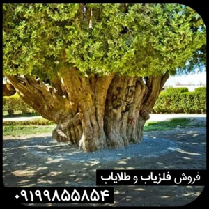 نماد درخت در گنج یابی