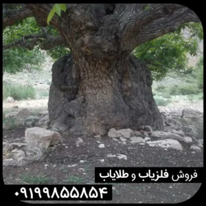 نماد درخت در گنج یابی