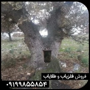 نماد درخت در گنج یابی