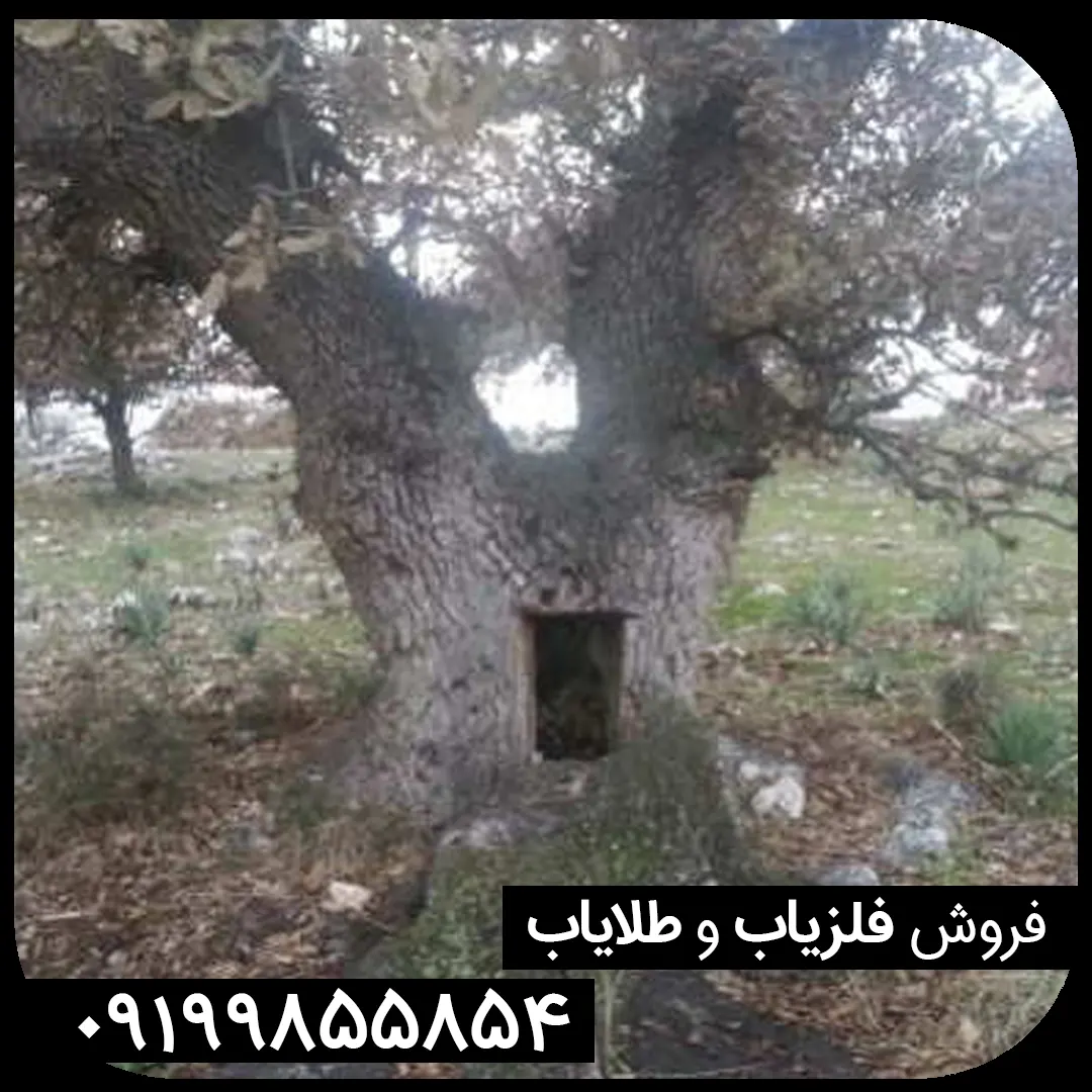 نماد درخت در گنج یابی