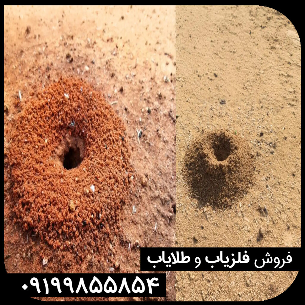 نقش مورچه در گنج و دفینه