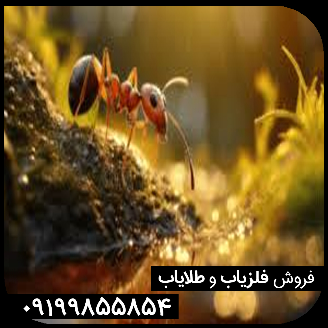 نقش مورچه‌ها در دفینه‌یابی و اهمیت آن در کشف گنجینه‌ها